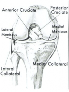 ACL (Anterior Cruciate Ligament) MCL (Medial Collateral Ligament