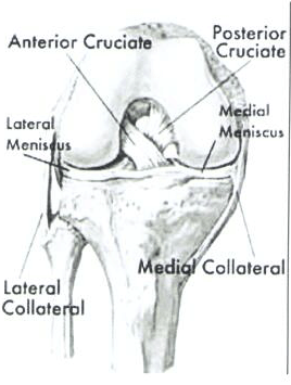 ACL/ MCL Injuries | Dr. Jens Buelow